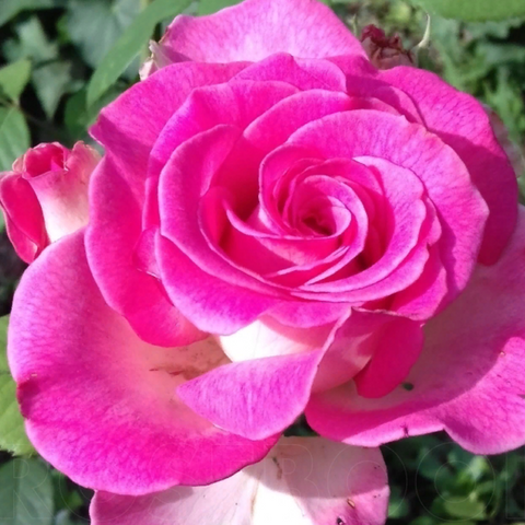 116.-sazhentsy-roz-utro-parizha-75125501160052.png