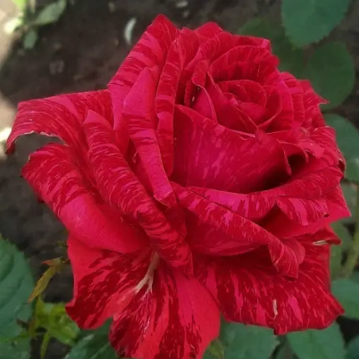 1181568790_sazhentsy-rozyred-interneshnl.webp