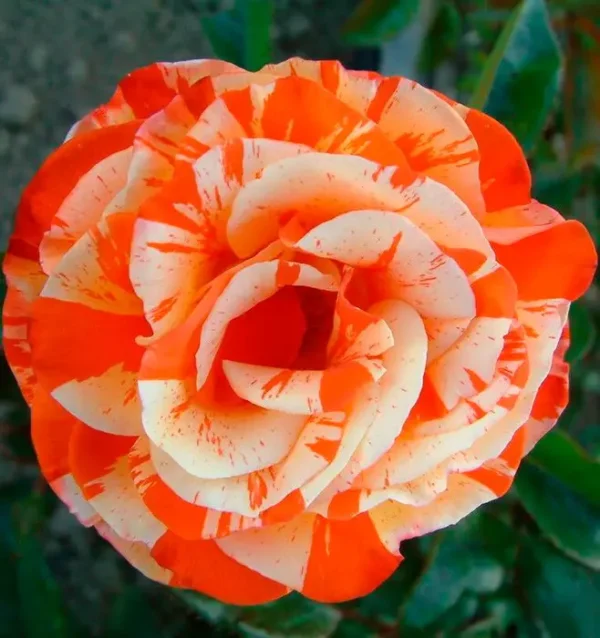 2908224274_w640_h640_roza-orange-intuition.webp