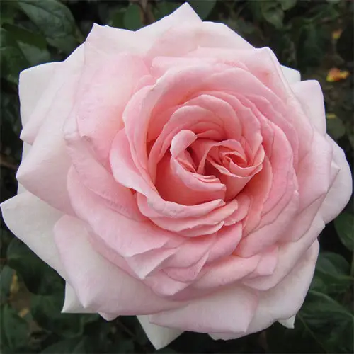 3151755699_sadzhantsi-troyand-prince.webp