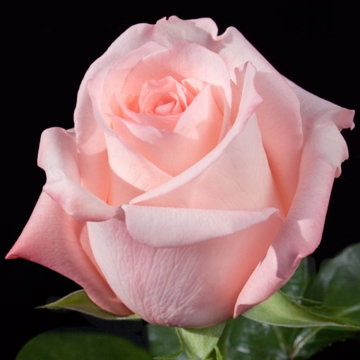 angazhement-2.webp