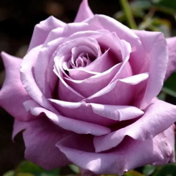 blu_parfyum_1-570x570-1.webp