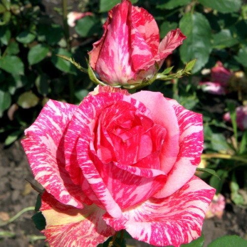 pinkintuishn22-500x500-1.jpg
