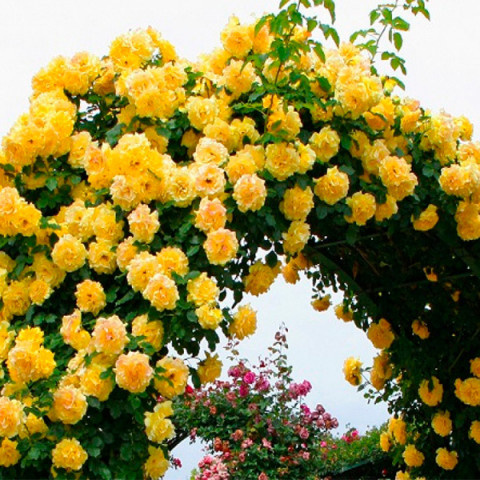 rosa_golden_shouers_3-480x480-1.jpg