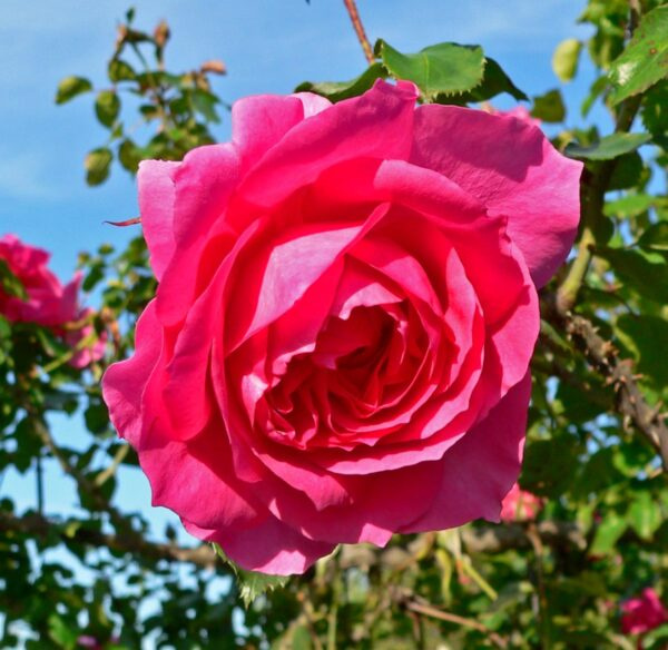 rosa_parade_1.jpg