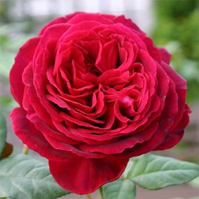 rose-gospel-4-1.jpg