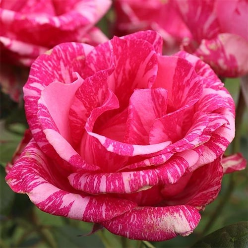 rose-pink-intuition.jpg