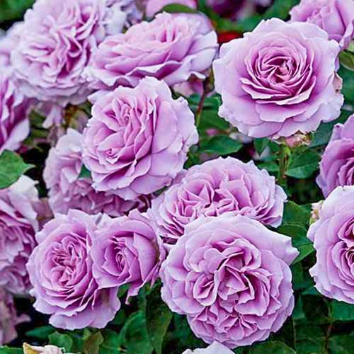 roza-floribunda-lav-song_1.jpg