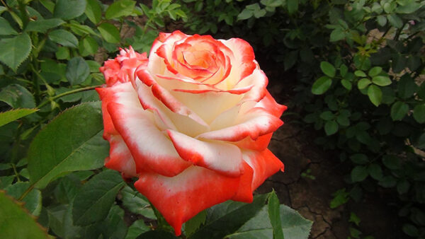 roza-imperatrica-farax-3.jpg