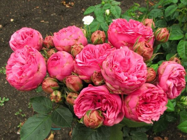 roza-pink-piano3.jpg