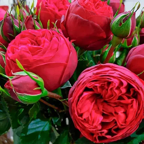 sadzhantsi-troiandy-red-piano-11179812022286