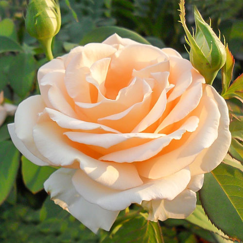 troyanda-chayno-gibridna-primadonna_1.jpg