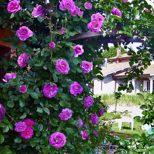 violetteparfume-2-500x500-1.jpg