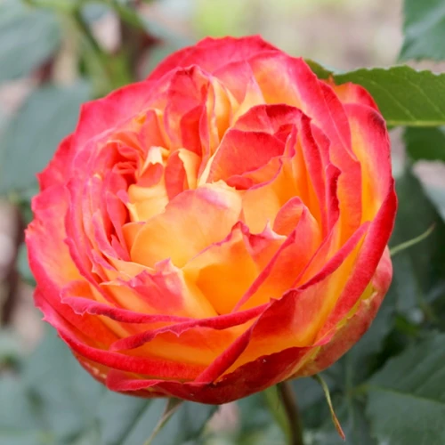 vulcanica_1-500x500-1.webp
